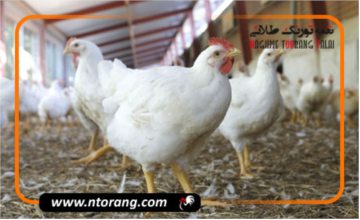 بهترین ابعاد سالن مرغداری گوشتی